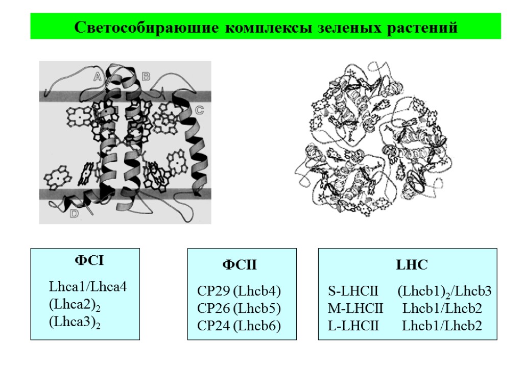 ФСI Lhca1/Lhca4 (Lhca2)2 (Lhca3)2 ФСII CP29 (Lhcb4) CP26 (Lhcb5) CP24 (Lhcb6) LHC S-LHCII (Lhcb1)2/Lhcb3